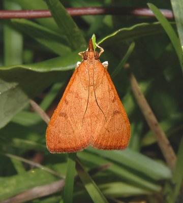 Genista Broom Moth (4992)