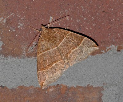 Maple Looper Moth (8727)
