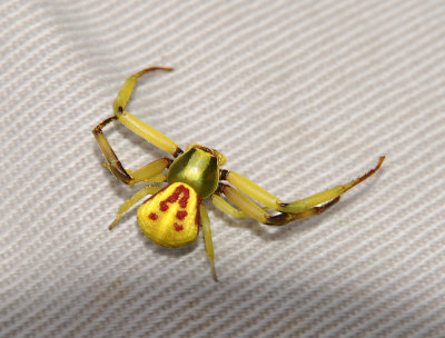 Crab Spiders (Family: Thomisidae)