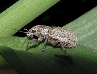 White-fringed Weevil