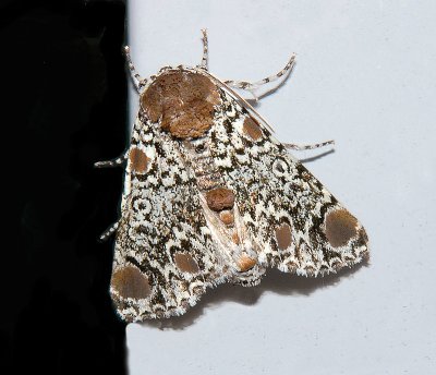 Harris's Three Spot Moth (9286)