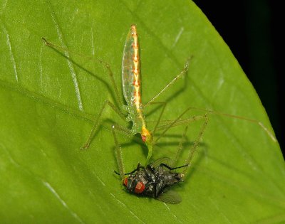 Nymph with Prey