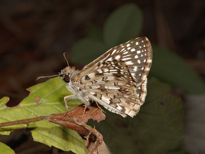 Tropical Checkered-Skipper (Lateral View)