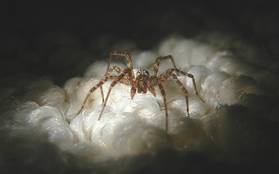 Greater European House Spider