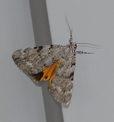 Girlfriend Underwing (8878)