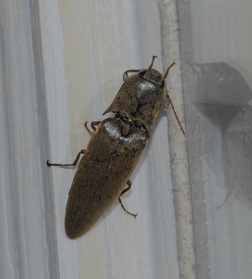 Large Brown Click Beetle