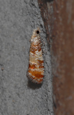 Pitch Pine Tip Moth (2868)