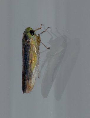 Brown-backed Green Leafhopper Ponana pectoralis 