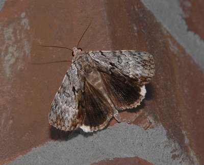 Gloomy Underwing (8849)