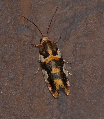 Southern Spragueia Moth (9122)