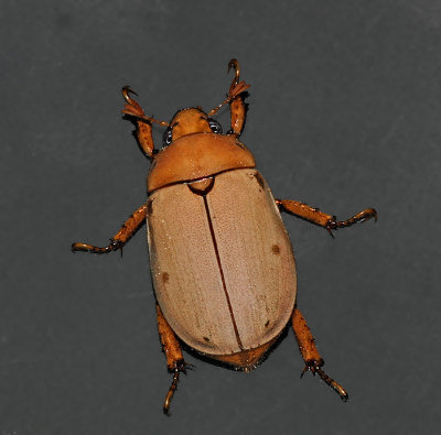 Grapevine Beetle