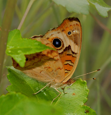 Common Buckeye (lateral view)