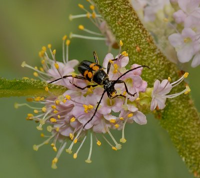 Flower Longhorn