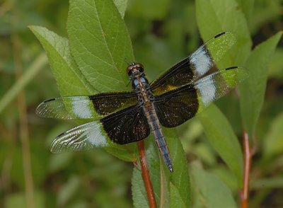 Widow Skimmer