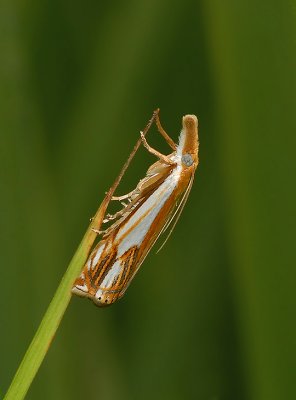 Double-banded Grass-veneer Moth (5362)