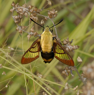 Snowberry Clearwing Moth (7855)