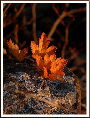 November 07 - Leaves at Sunset