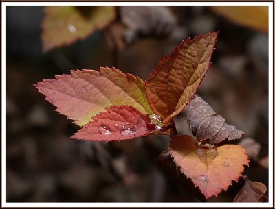 November 19 - Rainy Leaves