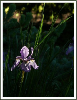 June 13 - Iris