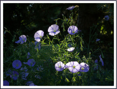 June 18 - The Blues