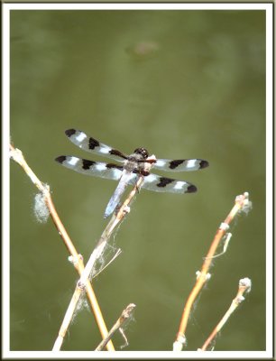 June 25 - A Moment's Rest