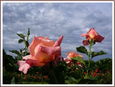 June 27 - After the Rain