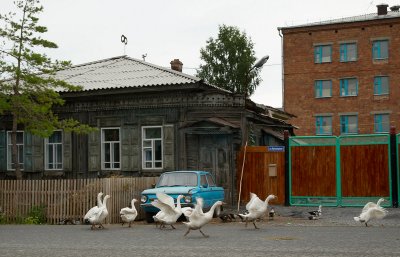 Goose attack. The town of Atchinsk