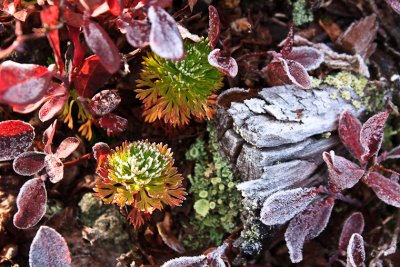 Frosty Morning 3