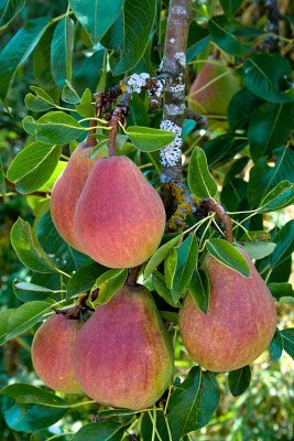 August Pears