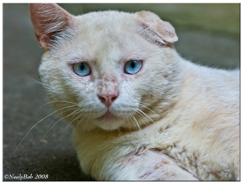 Blue Eyes July 20