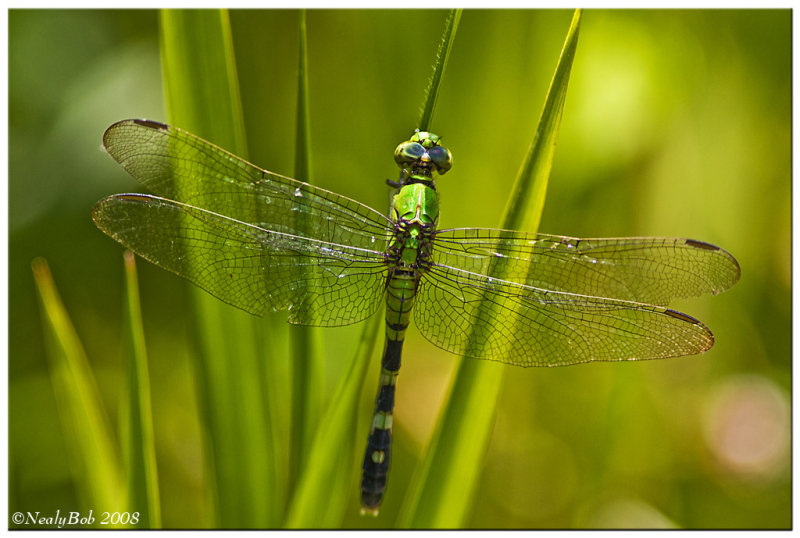 Dragon Fly July 31