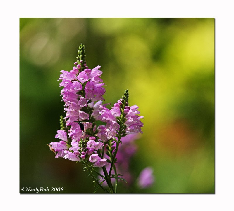 Obedience Plant September 25