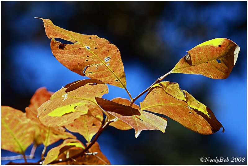 Fall Color Noverber 6