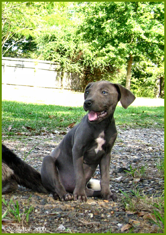 Puppy