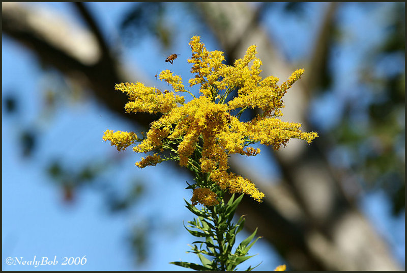 Golden Rod October 8 *