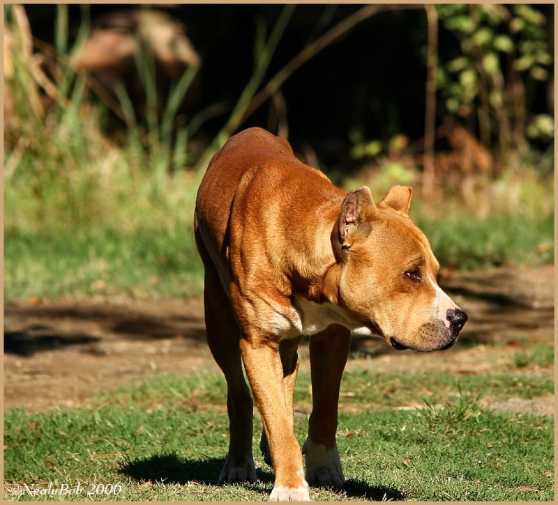 Pit Bull