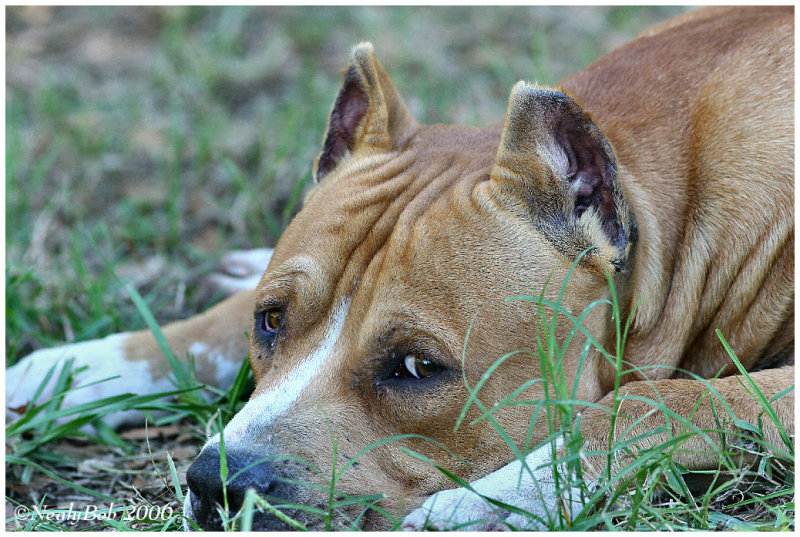 Pit Bull