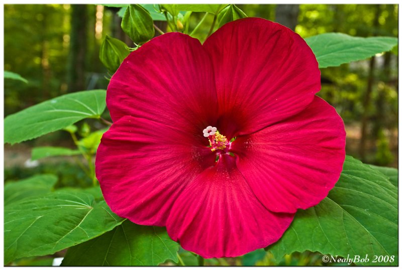 Hibiscus June 25