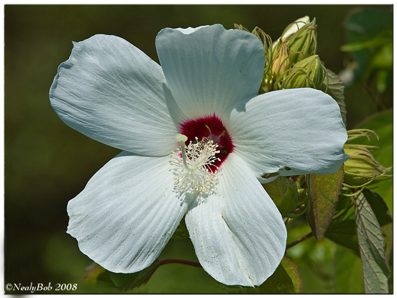 Wild Hibiscus July 2