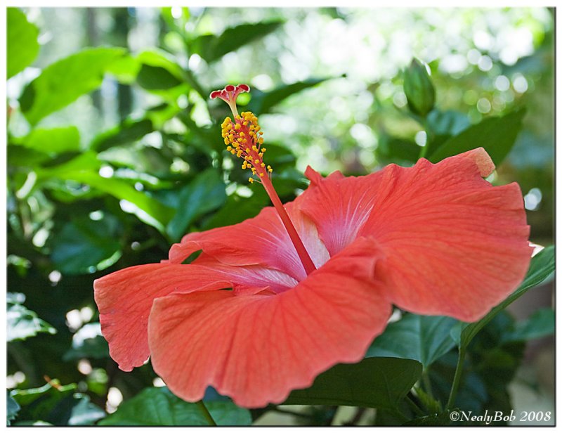 Hibiscus July 9