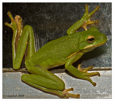 Tree Frog July 26