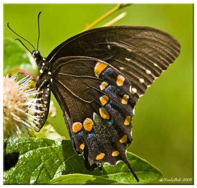 Black Swallowtail July 30