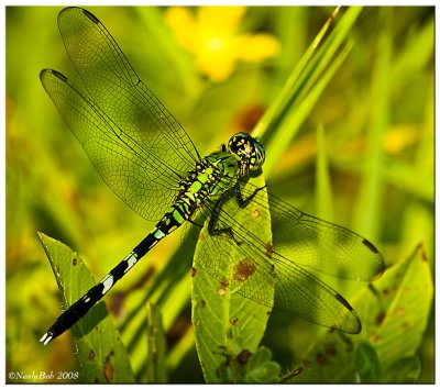 Dragon Fly August 4
