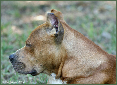 Pit Bull Profile