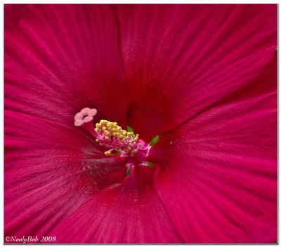 Hibiscus Close-Up June 26