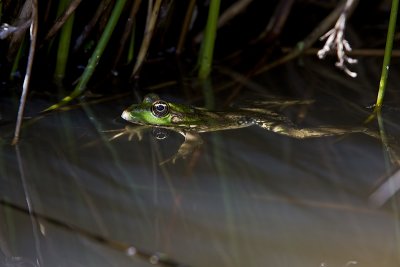 Marsh frog.jpg