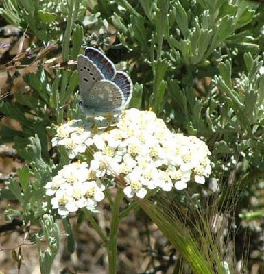 Blue Copper Butterfly
