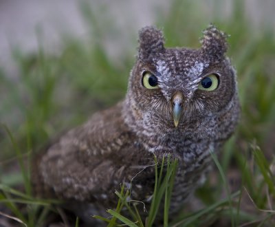 Eastern Screech Owl Release