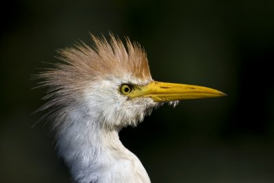 IMG_1488.jpg