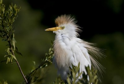 IMG_1619.jpg
